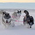 Отработка разведчиками Северного флота тактических элементов ведения рейдовых действий в арктических условиях с использованием оленьих и собачьих упряжек (Мурманская обл.)